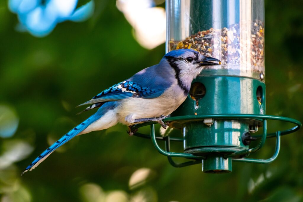 Bird Feeder 4314800 1920 1024x683